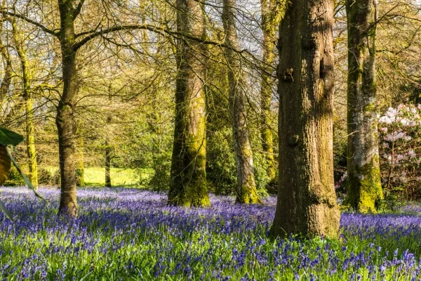 Bluebell woods in spring