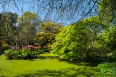 Vibrant spring colours surround a small pond