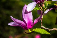 Spring colours abound throughout the garden