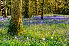 Bluebells and daffodils in the woodland
