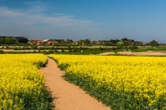 Fields of rapeseed near Burnham Overy Staithe