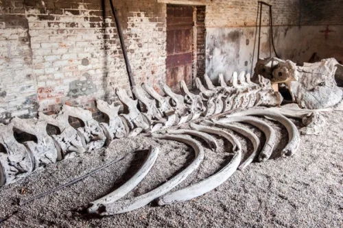 The Burton Constable Whale skeleton