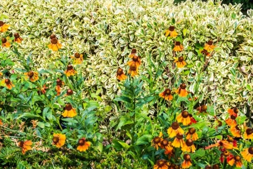 Summer flowers in bloom