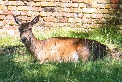 Deer roam freely in Bushy Park