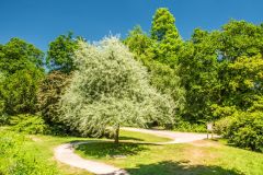 Winding paths in the woodland garden