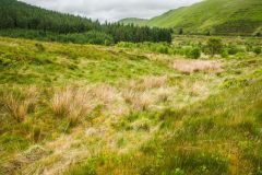 Looking north along the boundary ditch