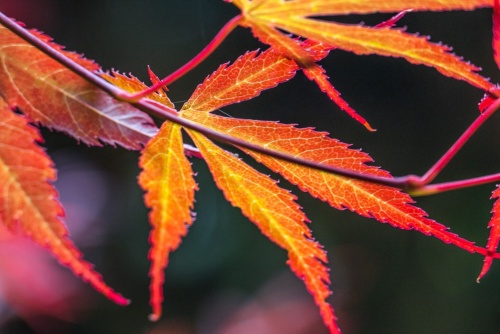 Summer colour is everywhere