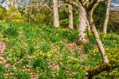 A colourful spring bank