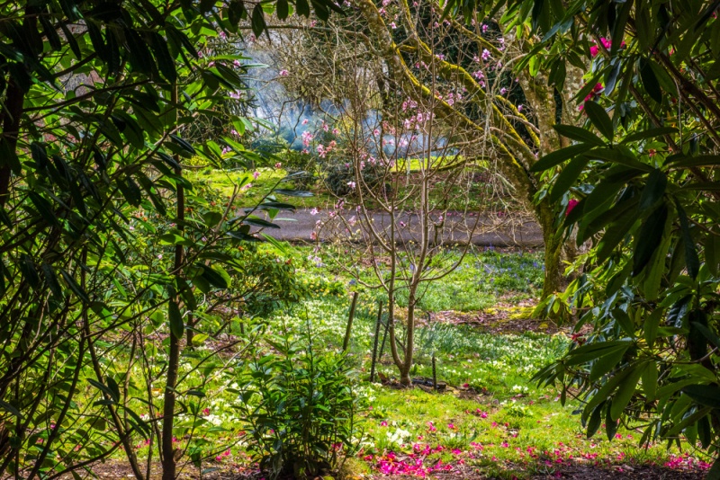 Glimpses of the lake through the trees