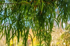 Podocarpus Salignus, from Chile