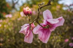 Spring magnolias in bloom