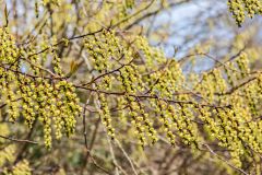 Stachyurus Chinensis from China