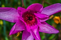 Magnolia 'Caerhays Surprise'