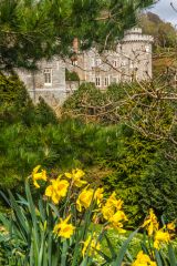 Daffodils and a glimpse of the castle