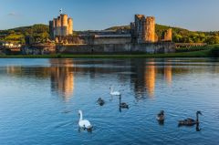 Swans in the eastern moat