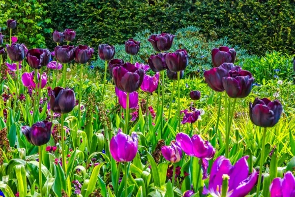 Spring colour at Cannington Walled Garden