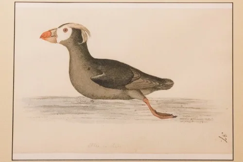Tufted puffin watercolour by William Ellis