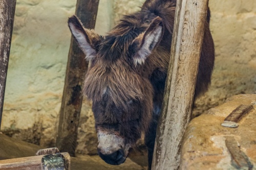 A Carisbrooke donkey taking a break from drawing well water