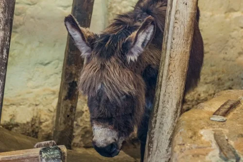 A Carisbrooke donkey taking a break from drawing well water