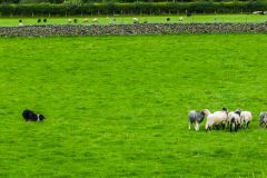 Sheep dog training in Rosthwaite