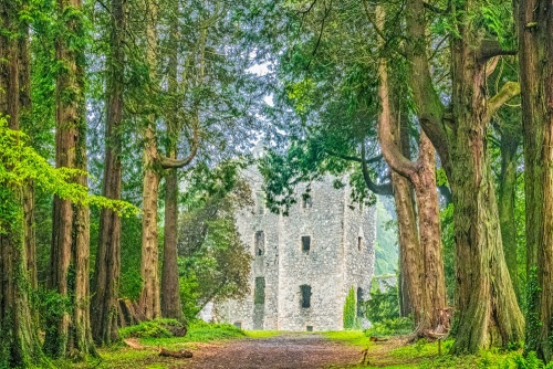 The Thuja Avenue and castle ruin