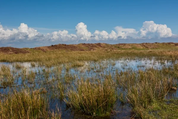 The marshy area, perhaps the site of a well