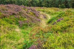 Ditch and bank defences of the westernmost camp