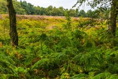 The third camp from the south