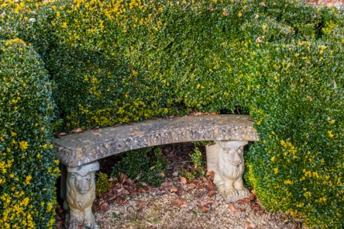 A quiet bench sheltered by topiary hedges