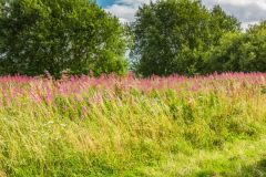 Summer flowers grow on the castle site