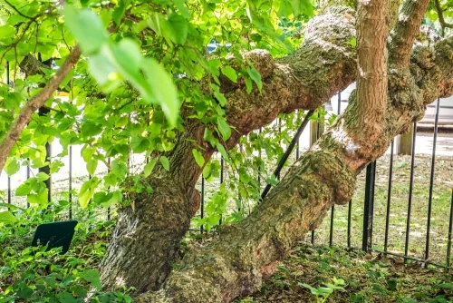 The 17th-century mulberry tree