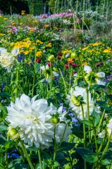 The walled garden in bloom
