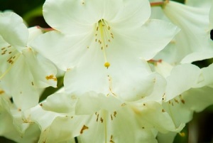 Flowers in Chatsworth Gardens
