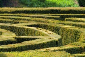 The Maze