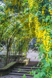 Laburnum Arch