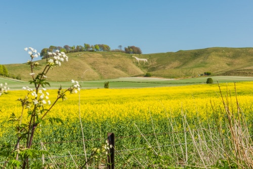 Calstone & Cherhill Downs