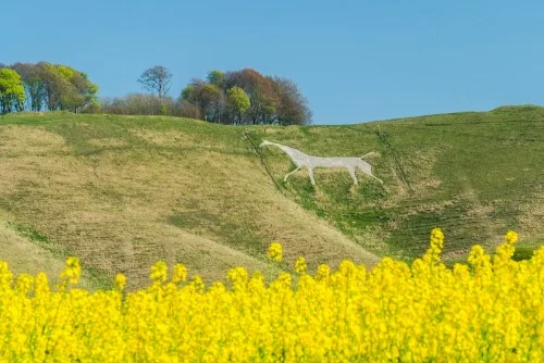 Bright spring flowers add colour to the scene