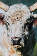 Chillingham is famous for its herd of wild white cattle