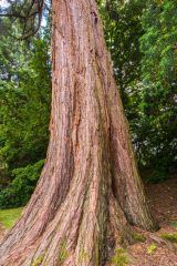 The garden is full of huge specimen trees