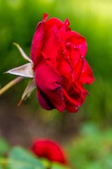 A rose in the formal garden area