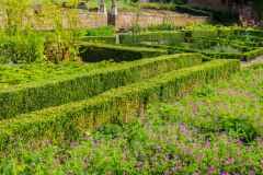 Clipped hedges in the formal walled garden