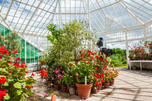 The restored Victorian greenhouse