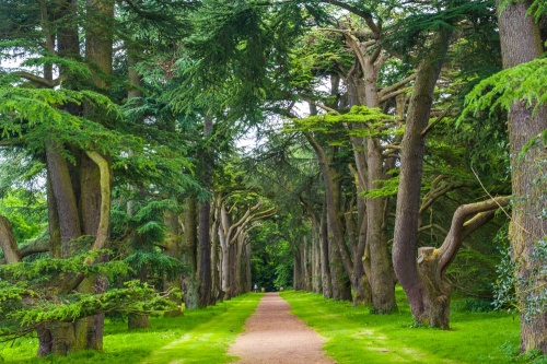 Lime Tree Avenue, Clumber Park