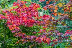 Autumn colour near Cluny House