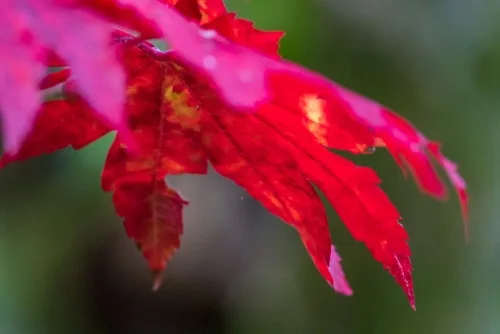 Autumn colour in the woodland