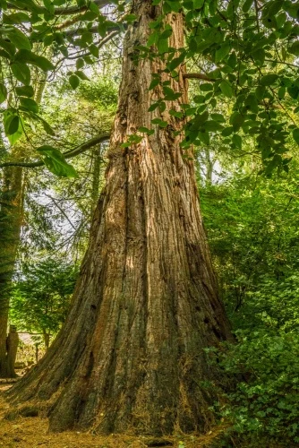 Giant Sequoiadendron (Wellingtonia)