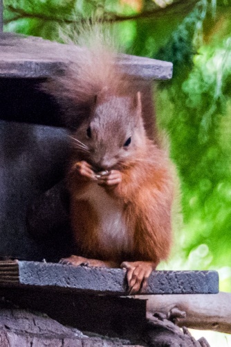 One of Cluny's resident red squirrels
