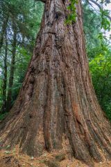 Another view of the giant Wellingtonia tree