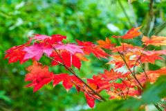 Autumn colours at Cluny House Gardens