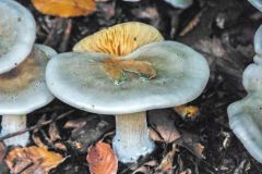 Fascinating fungi on the forest floor